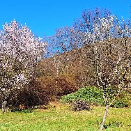 Wild Grape - Vadszolo *