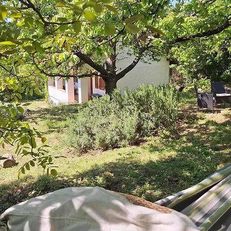 Wild Grape - Vadszolo